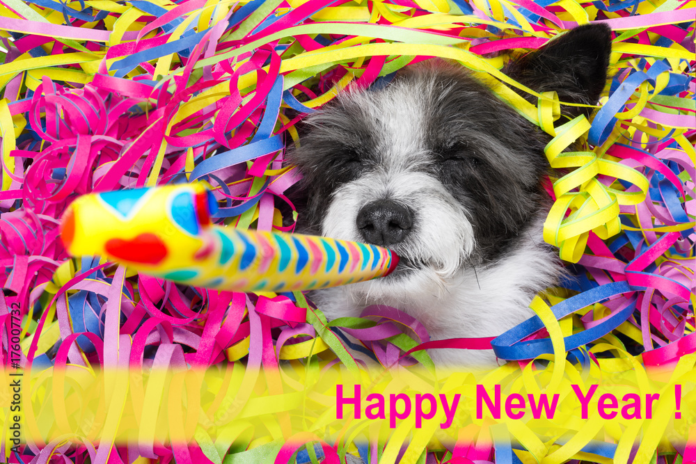 happy new year dog celberation StockFoto Adobe Stock