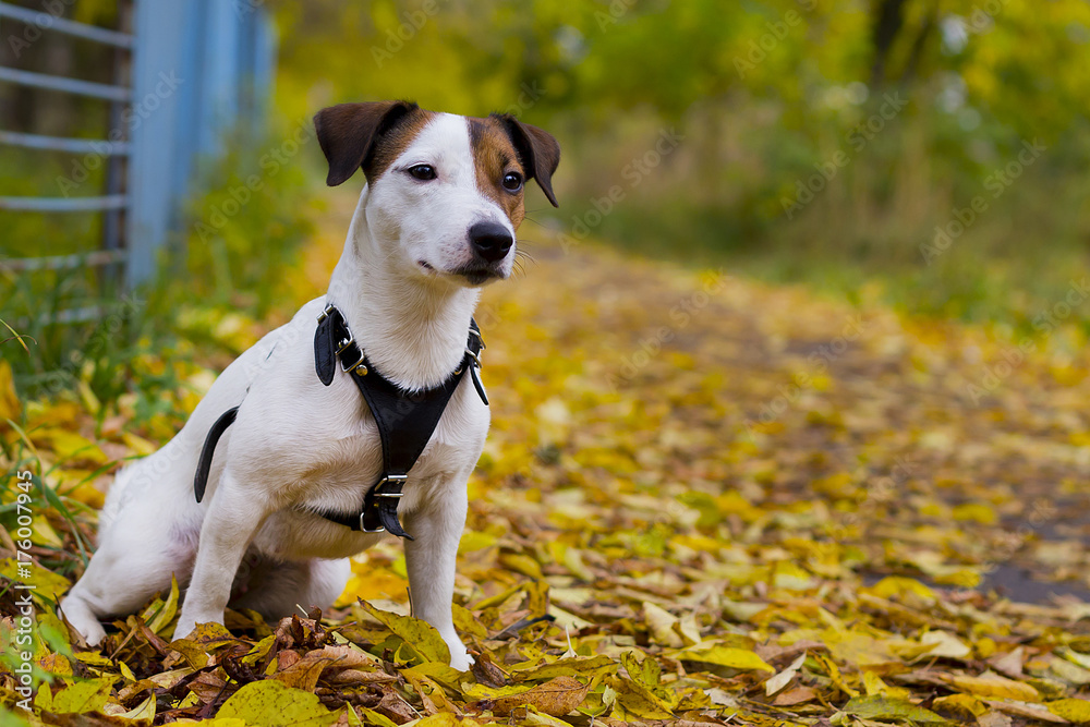 Jack Russell in autumn foliage