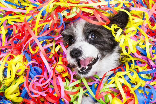 party celebration dog © Javier brosch