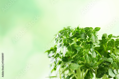 Green oregano plant on blurred background