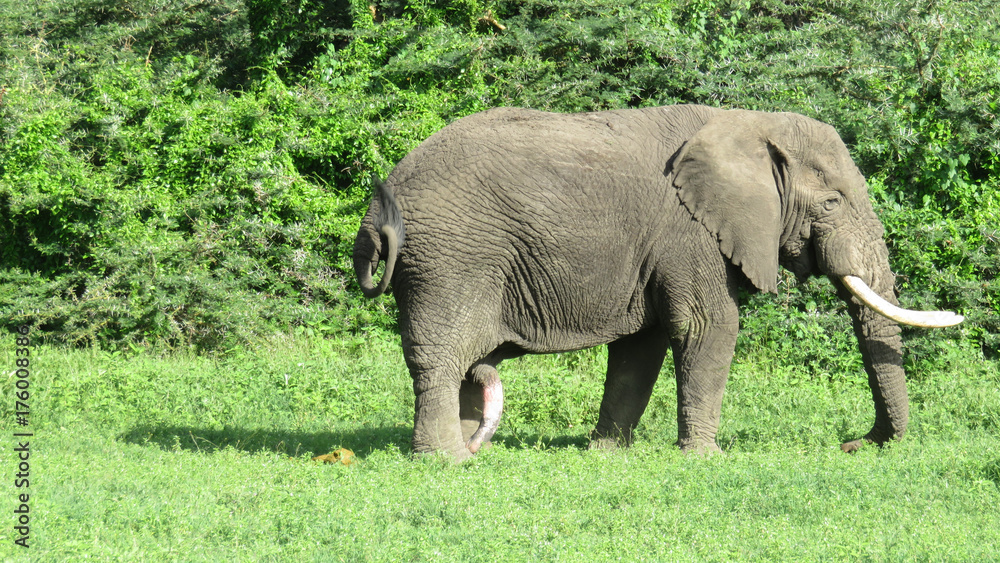 Male elephant