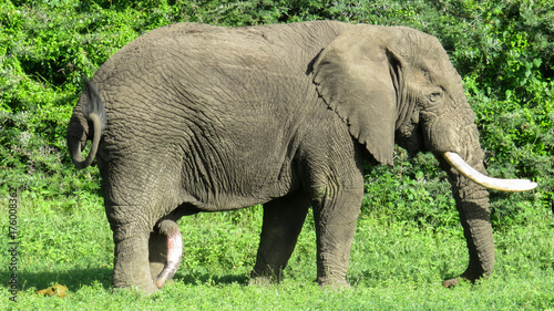 Canvas Print Male elephant