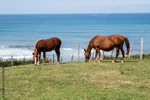 Spanien - Baskenland - Pferde an der Playa De Sakoneta
