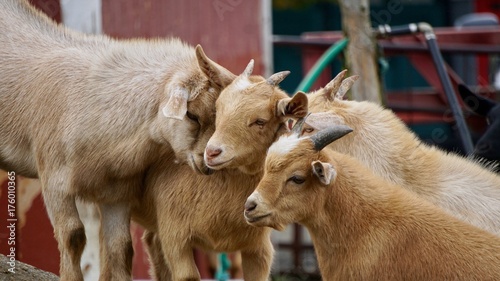 four goats bonding at the farm together