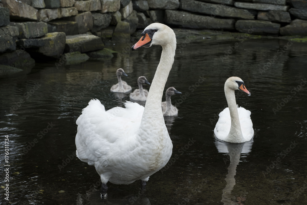 Fototapeta premium Closeup of swan family 