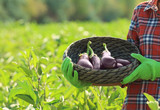 Female farmer holding wicker bowl with ripe eggplants in field