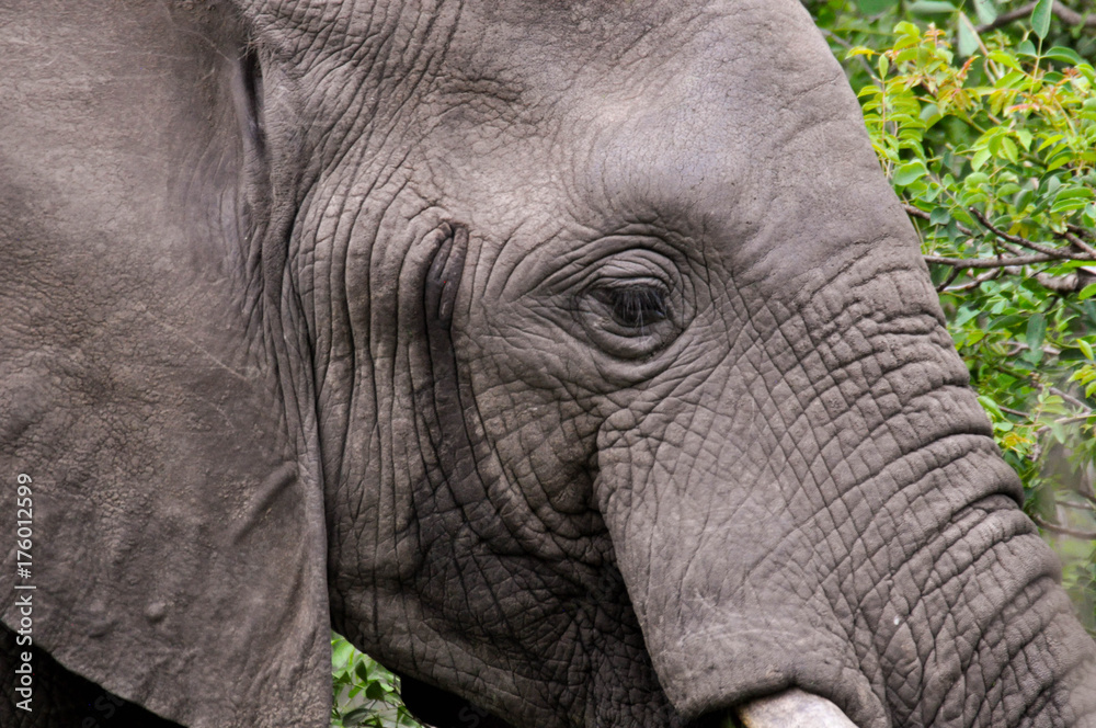 Fototapeta premium African elephant