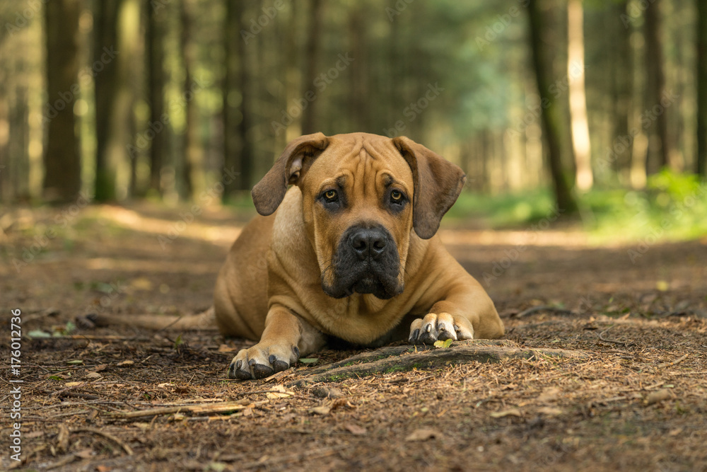 Young boerboel or South African Mastiff  seen from the front in a forrest setting