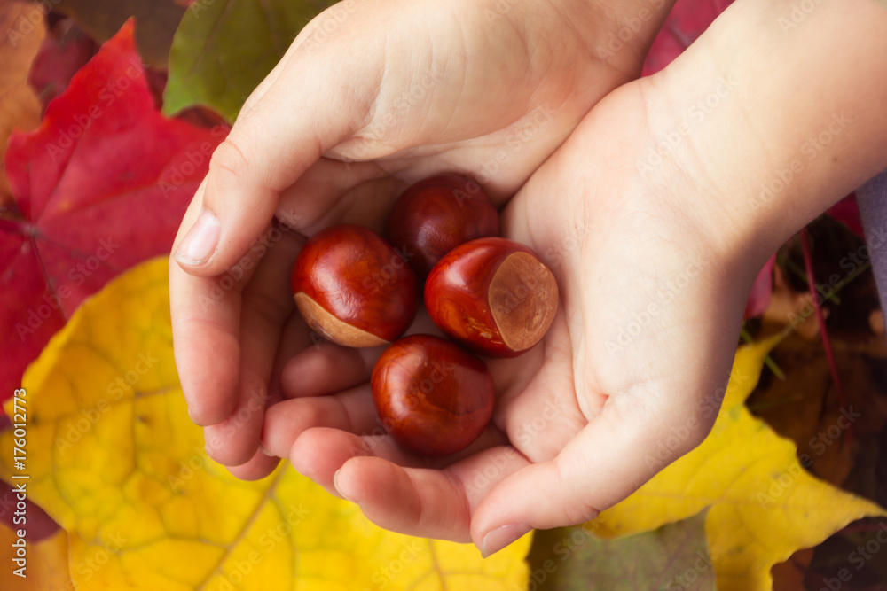 Chestnuts in hand on background of autumn leaves Chestnuts in hand on background of autumn leaves