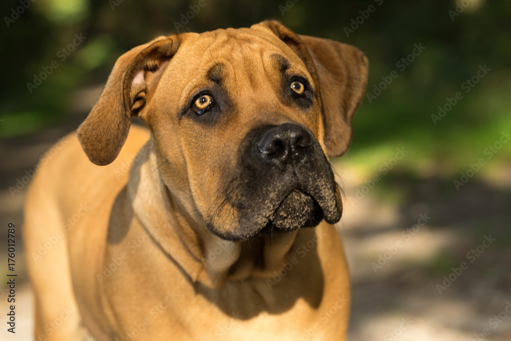 Young boerboel or South African Mastiff seen from the front in a forrest setting Young boerboel or South African Mastiff seen from the front in a forrest setting