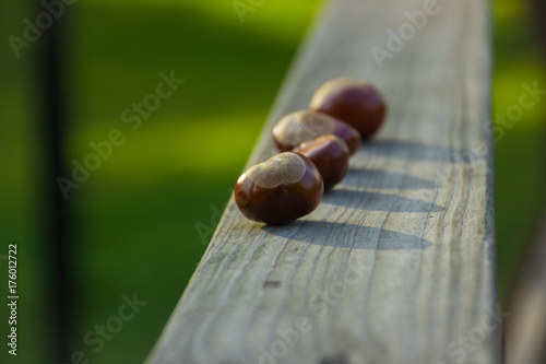 Chestnuts on the wooden railing on green background photo