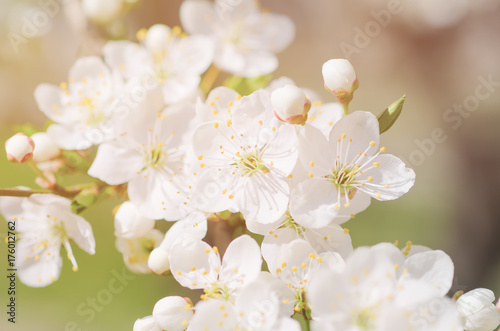 Blossoming of the apricot tree in spring time with white beautiful flowers. Macro image with copy space. Natural seasonal background.