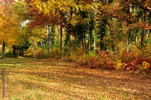 Park in autumn