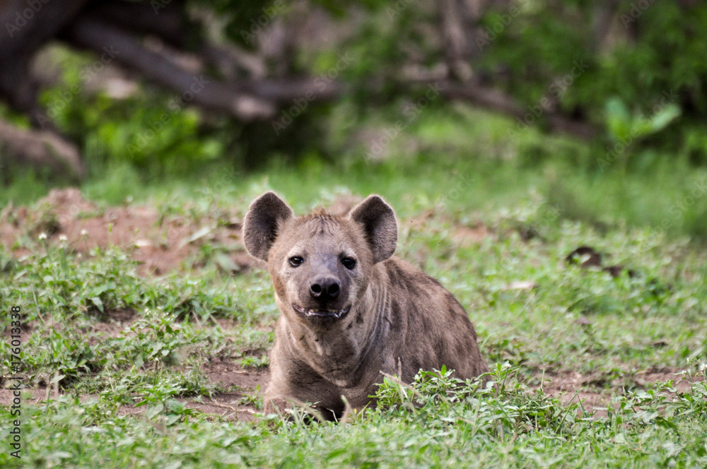 Fototapeta premium spotted hyena