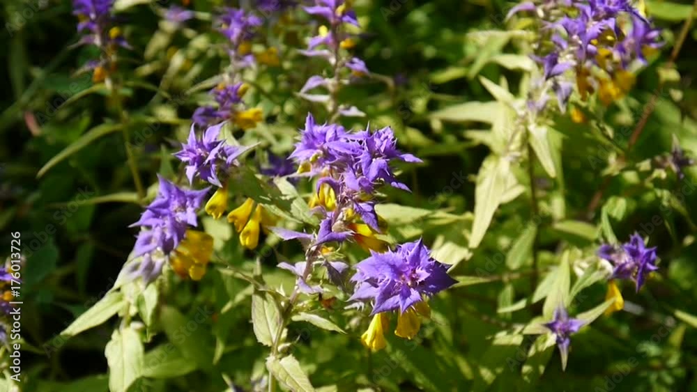 Wild flowers wood cow. Melampyrum nemorosum close up in the summer meadow Wild flowers wood cow. Melampyrum nemorosum close up in the summer meadow