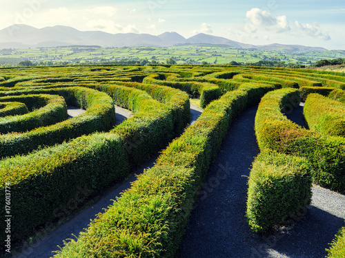 hedge maze against blue sky,Northern Ireland photo
