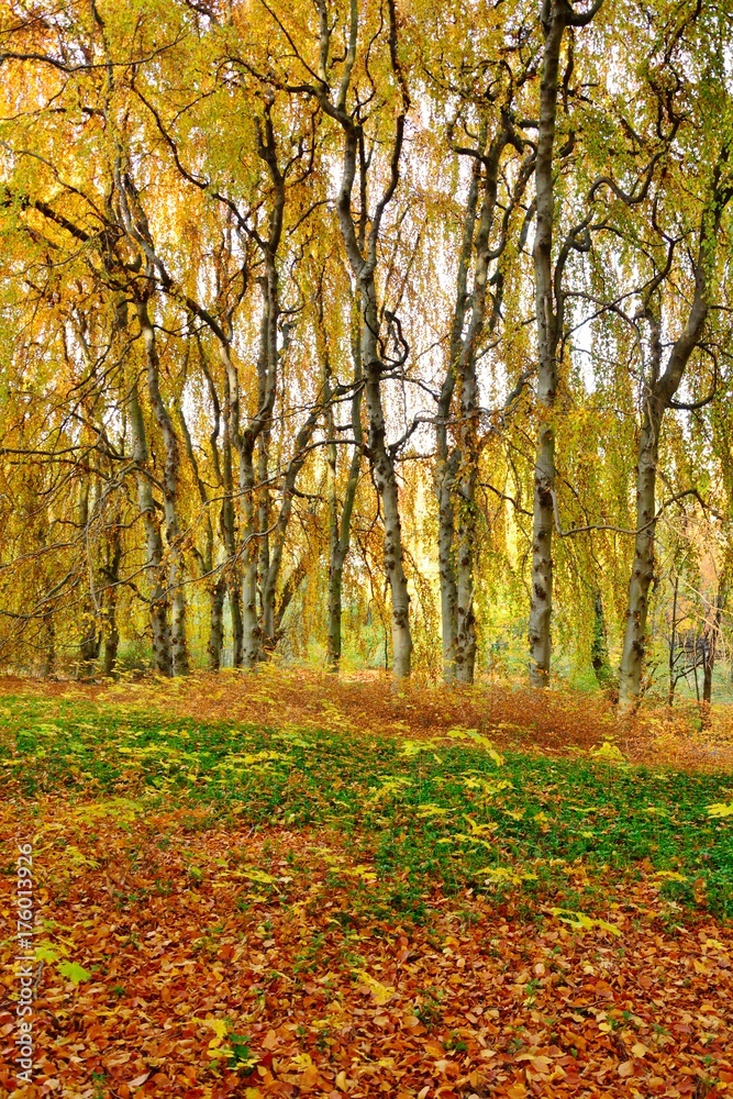 Park in autumn Park in autumn