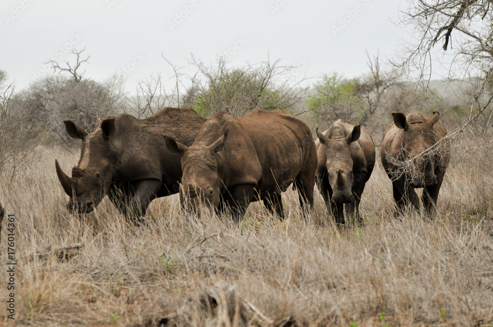 Fototapeta premium white rhinoceros