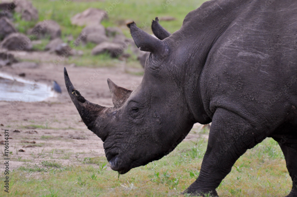 Obraz premium white rhinoceros