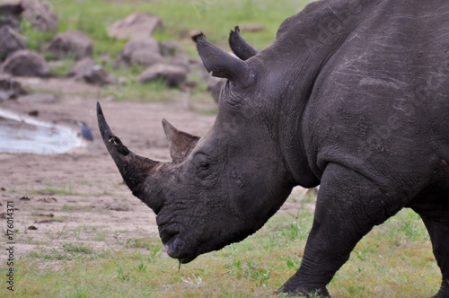 white rhinoceros