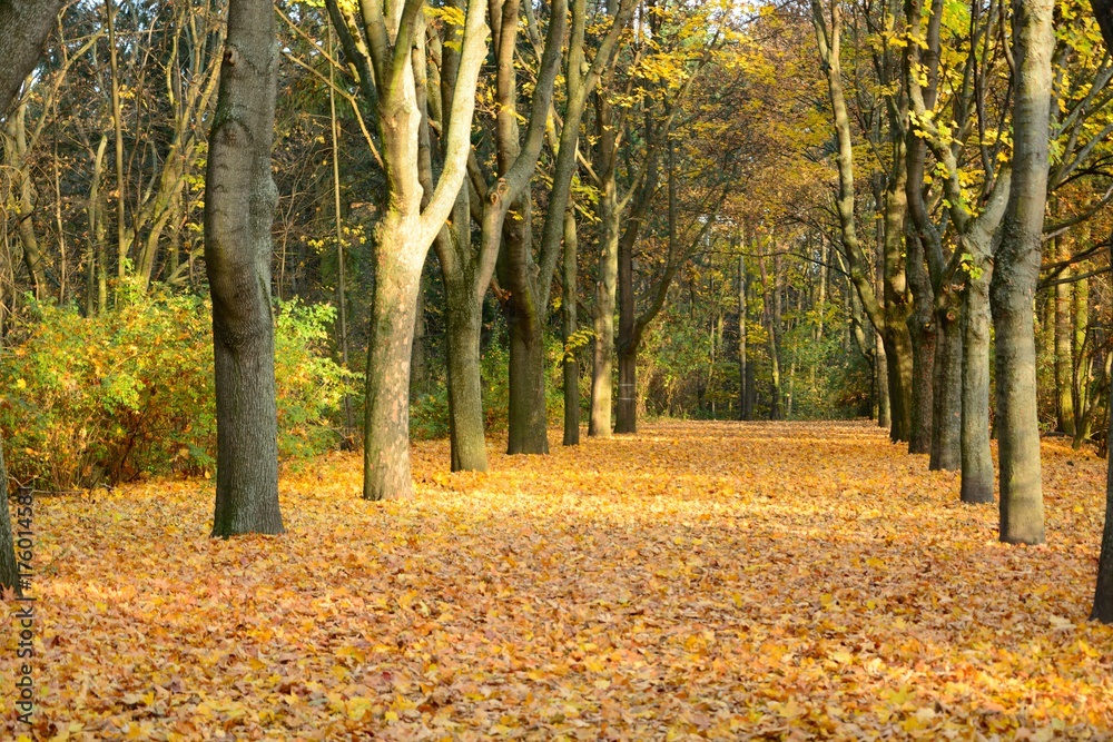 Fototapeta premium Park in autumn