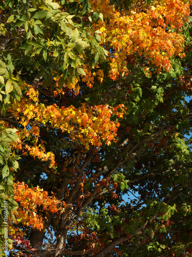 Autumn in Darlington State Park - Mahwah NJ