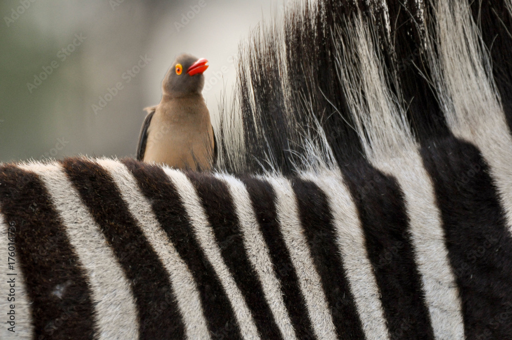 Fotografie zebra and red bill oxpecker