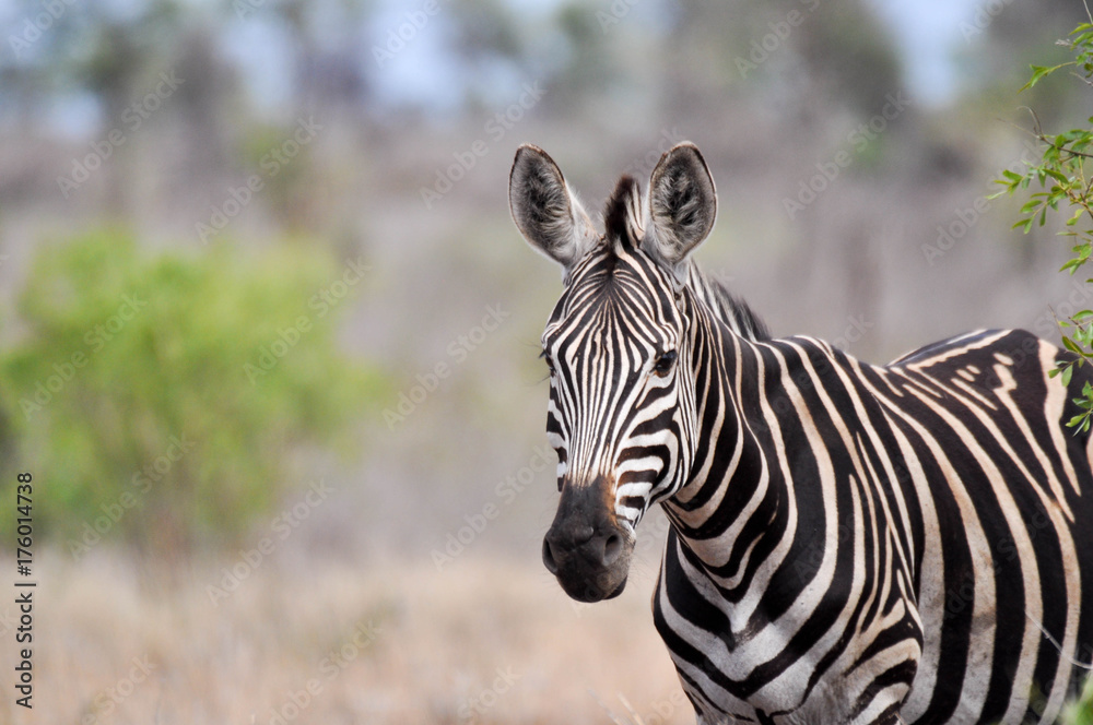 zebra and red bill oxpecker