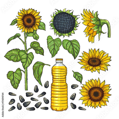 Vector pictures of nature products. Different sides of sunflower