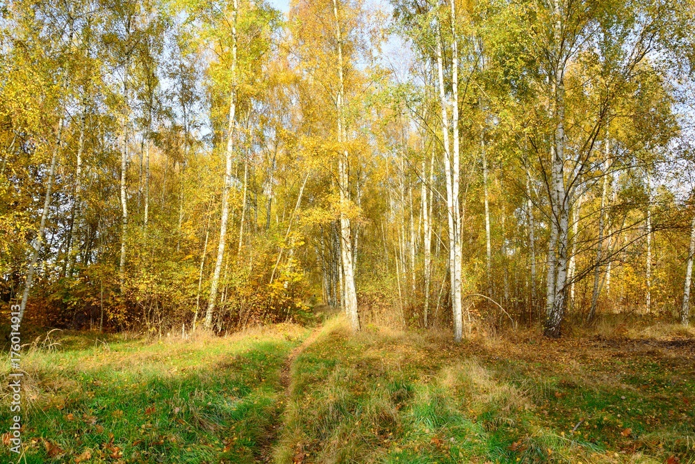 Obraz premium Park in autumn