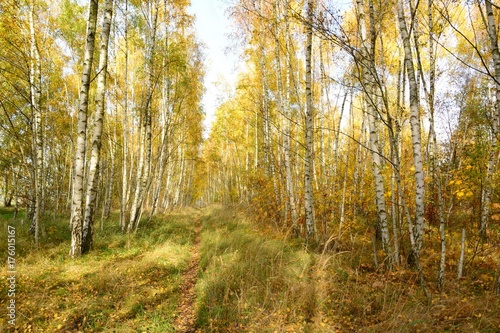 Park in autumn