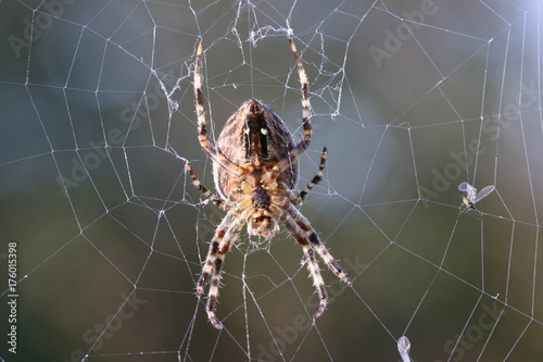 Spinne/ Webspinne (Araneae) im Spinnennetz mit Beute