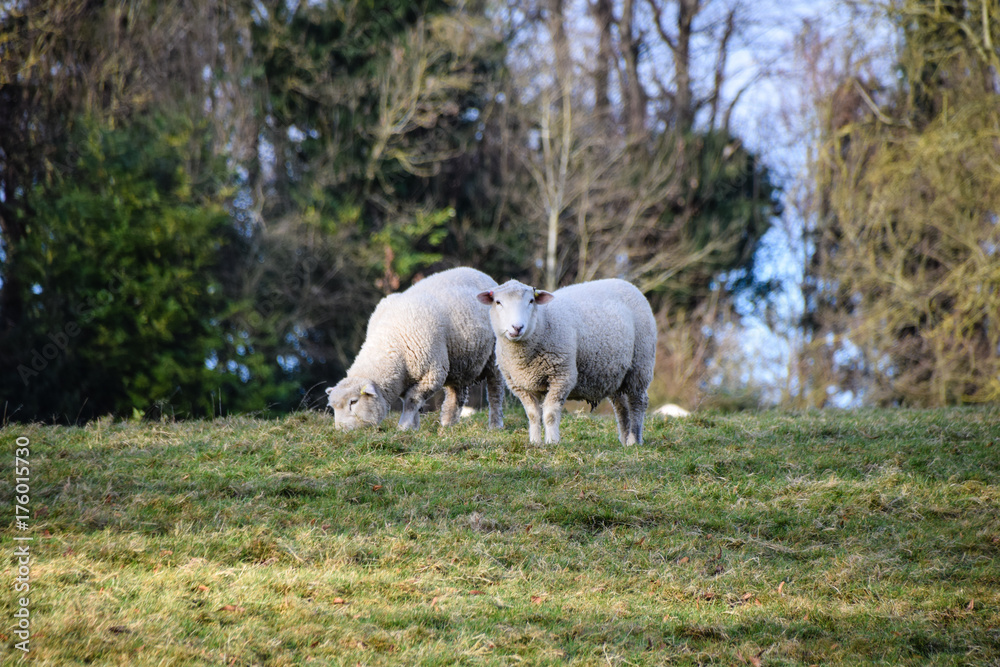 Sheep grazing in a winter field Sheep grazing in a winter field