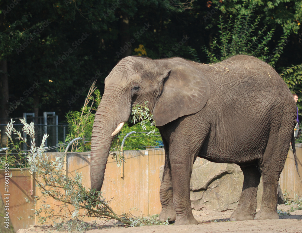 Fototapeta premium African elephant
