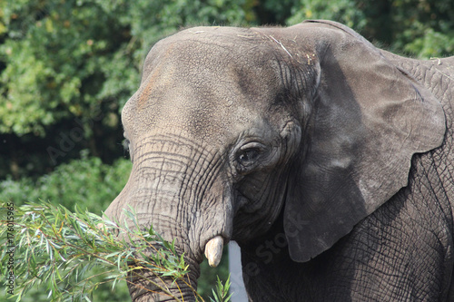 African elephant photo