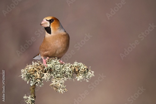 Fototapeta hawfinch sitting under the snow on a beautiful stick with moss