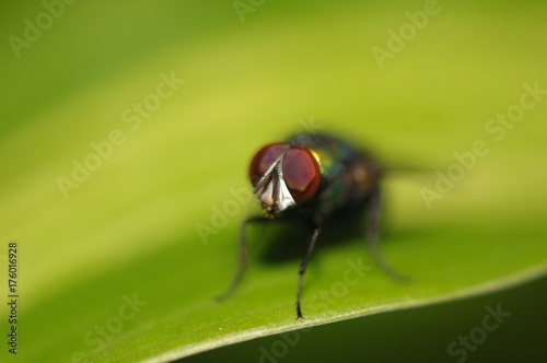 fly