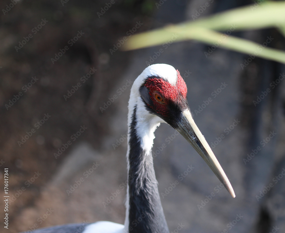 white-naped crane (Antigone vipio)
