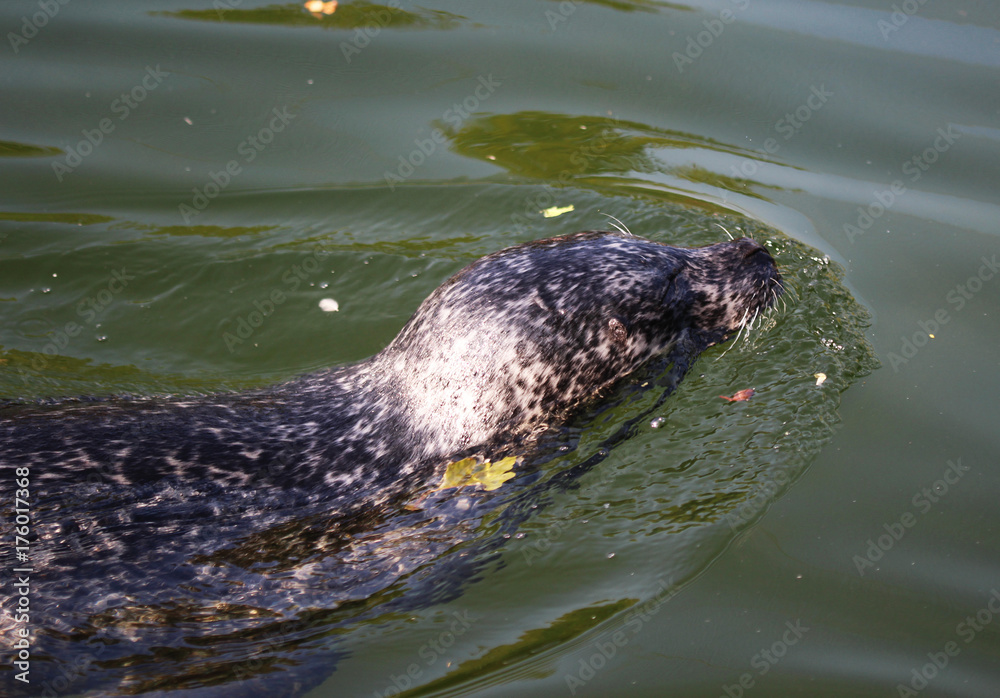 Naklejka premium Harbor seal