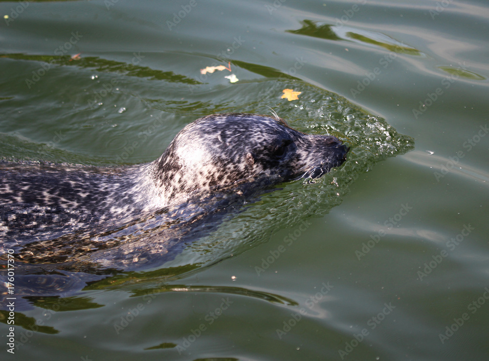 Naklejka premium Harbor seal