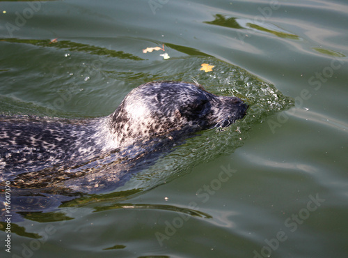 Harbor seal © Michael Meijer