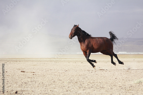 plain with beautiful horse in sunny summer day in Turkey. Herd of thoroughbred horse. Horse run fast in desert dust against dramatic sunset sky. wild horse 
