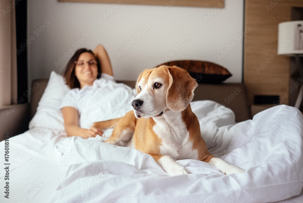 Dog meets bed sales
