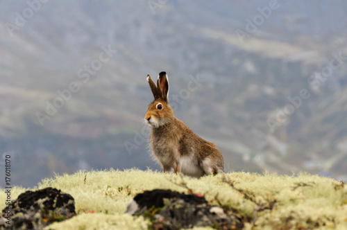Lepus timidus