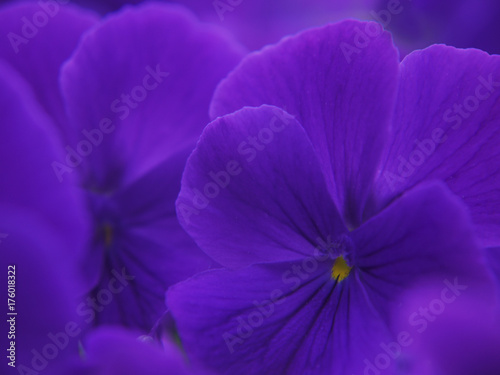 A close-up of deep purple flowers of garden violet cultivar. Each flower has large flower-leaves and a yellow center. The flowers fill the whole field of view.