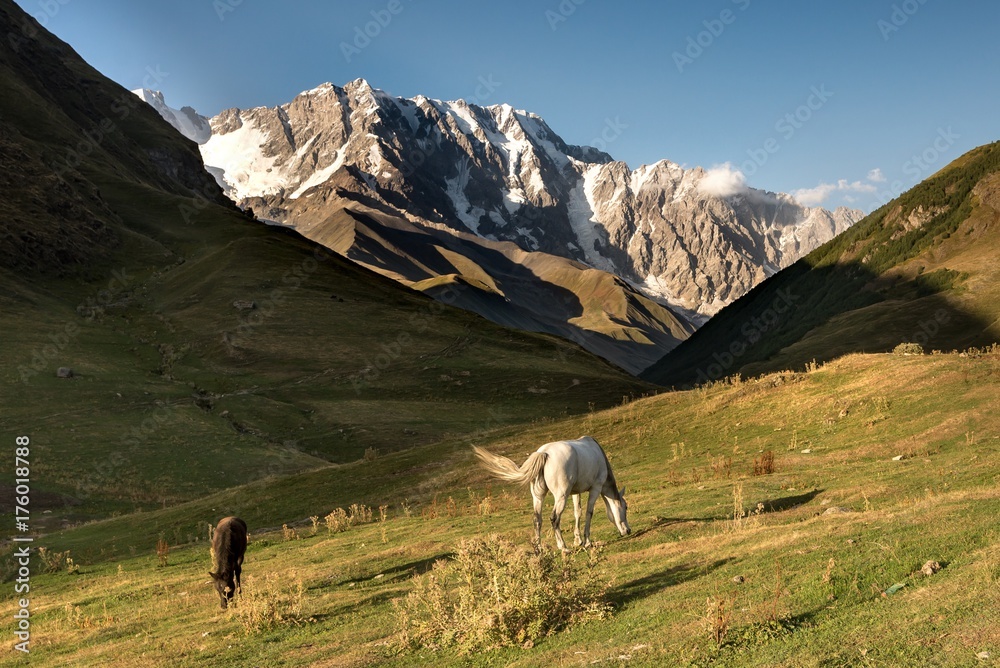 Fototapeta premium View on Shkara mountain with wild horses, Georgia.
