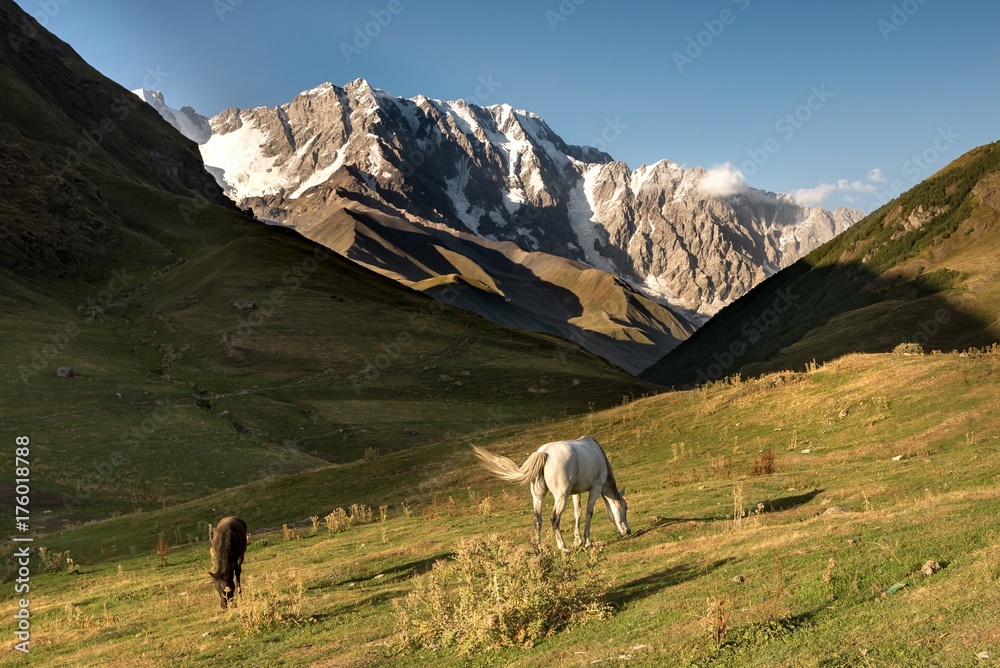 View on Shkara mountain with wild horses, Georgia.