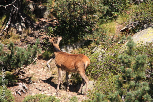 young red deer in Pyrenees, Cervus elaphus