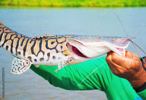 Hands of a fisherman holding a Cachara fish with black stripes photo