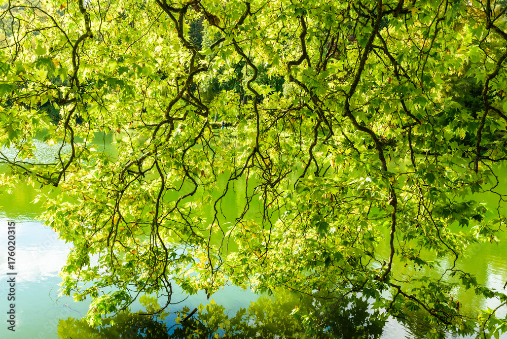 Fototapeta premium Autumn tree and lake